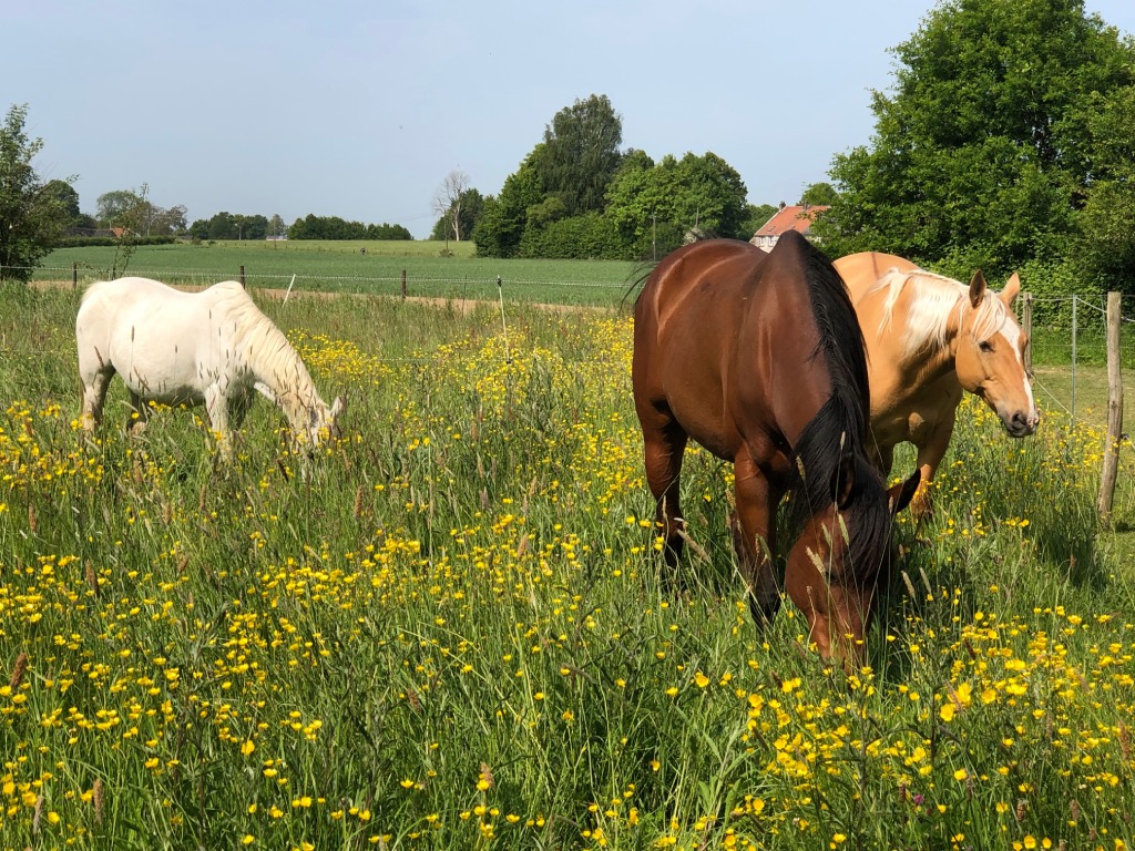 Chevaux pâturant ensemble